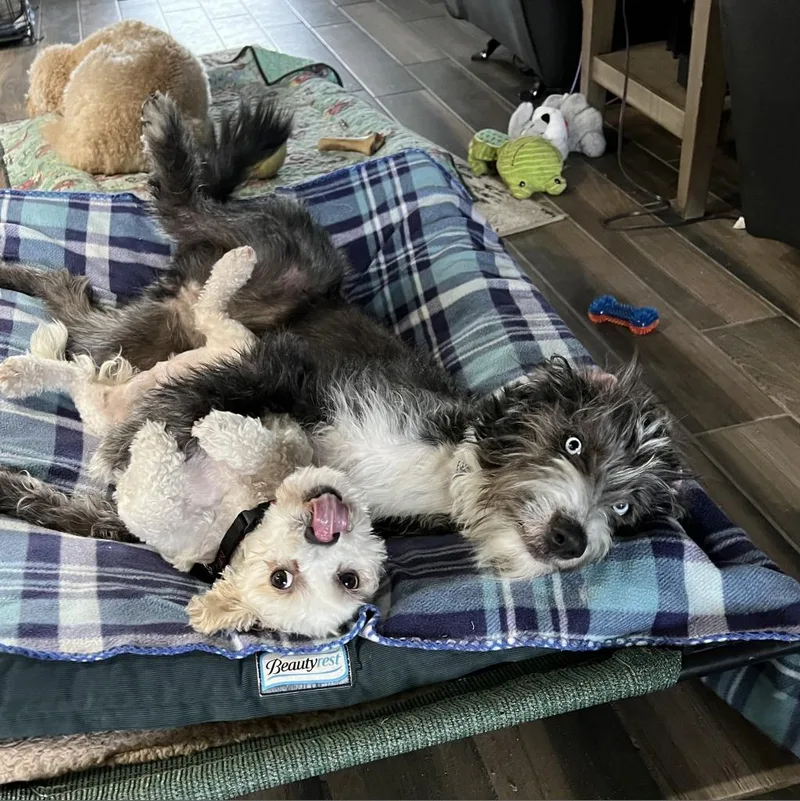 Harper Jane thumbnail 2