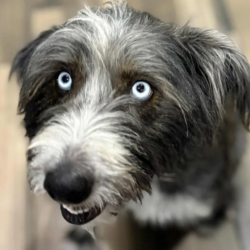 Harper Jane thumbnail 6