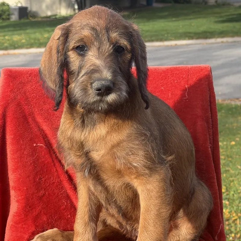 A baby small-sized female Labrador Retriever dog named Bonfire for adoption in Crystal, MN