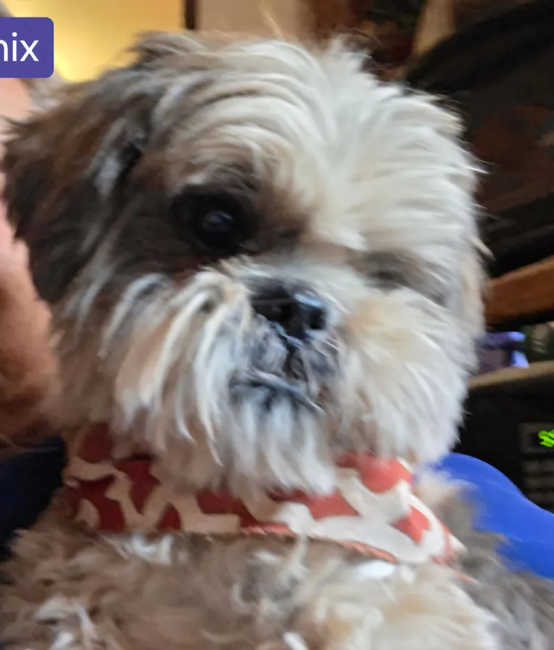A senior small-sized male Shih Tzu dog named Phoenix for adoption in Tacoma, WA