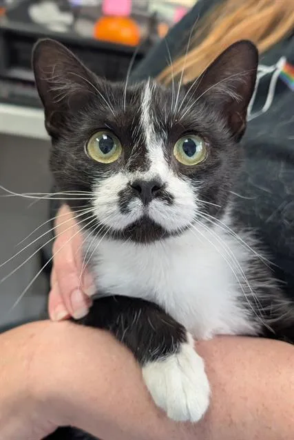 A young medium-sized female Domestic Short Hair cat named Shortbread for adoption in Canfield, OH