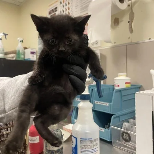 A baby small-sized female Black Domestic Short Hair cat named Lotus for adoption in Chicago, IL