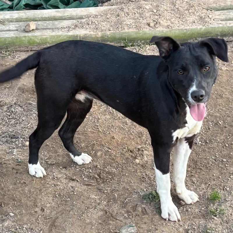 Daisy Ii thumbnail 2