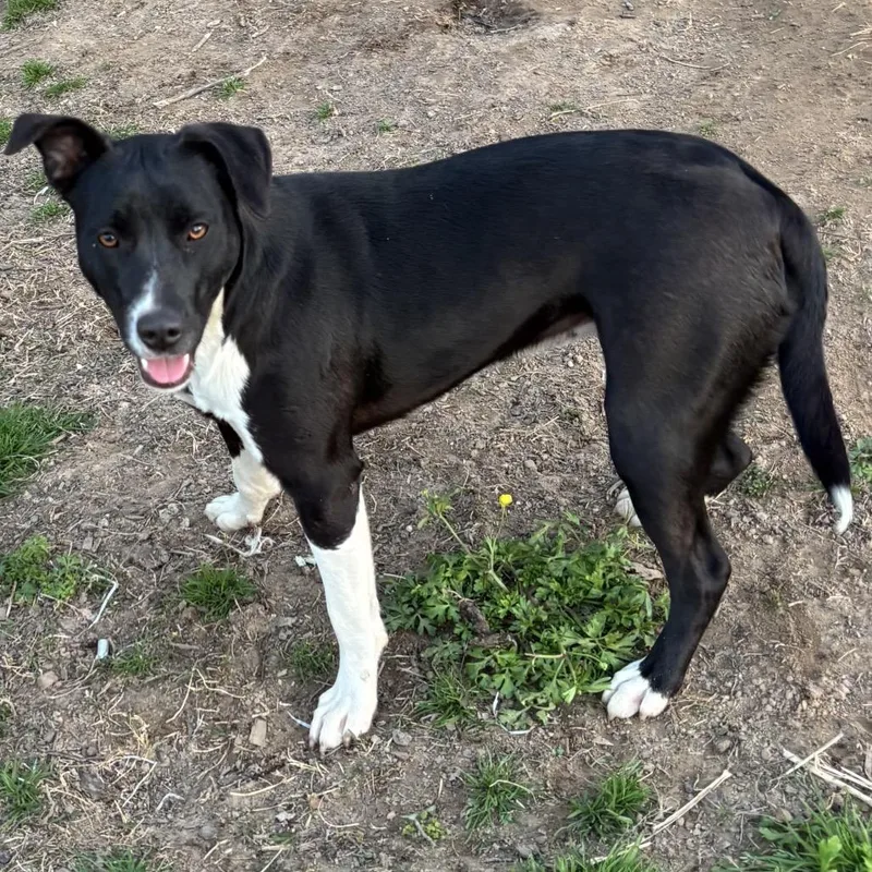 Daisy Ii thumbnail 3