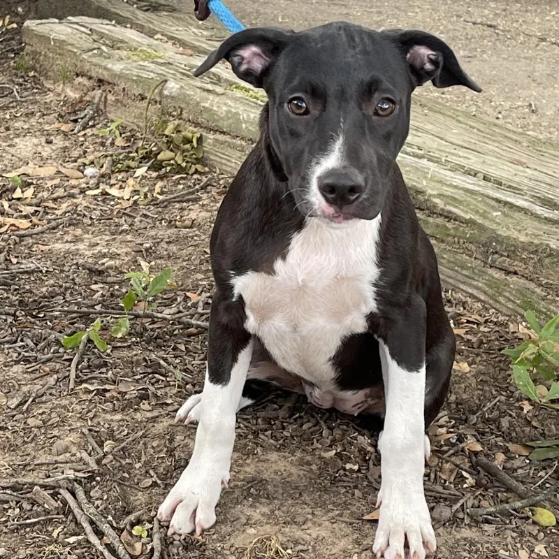 Daisy Ii thumbnail 4