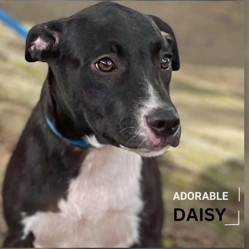 Daisy Ii thumbnail 5