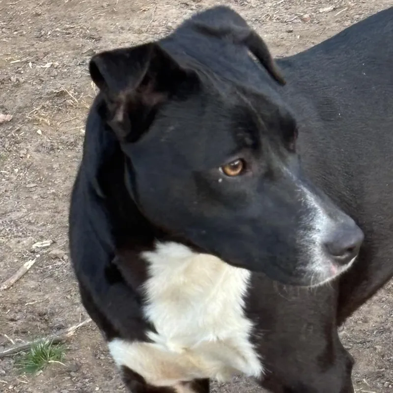 Daisy Ii thumbnail 6