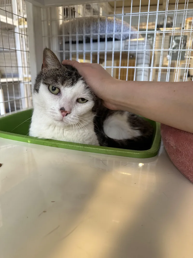 Wilfreda thumbnail 2