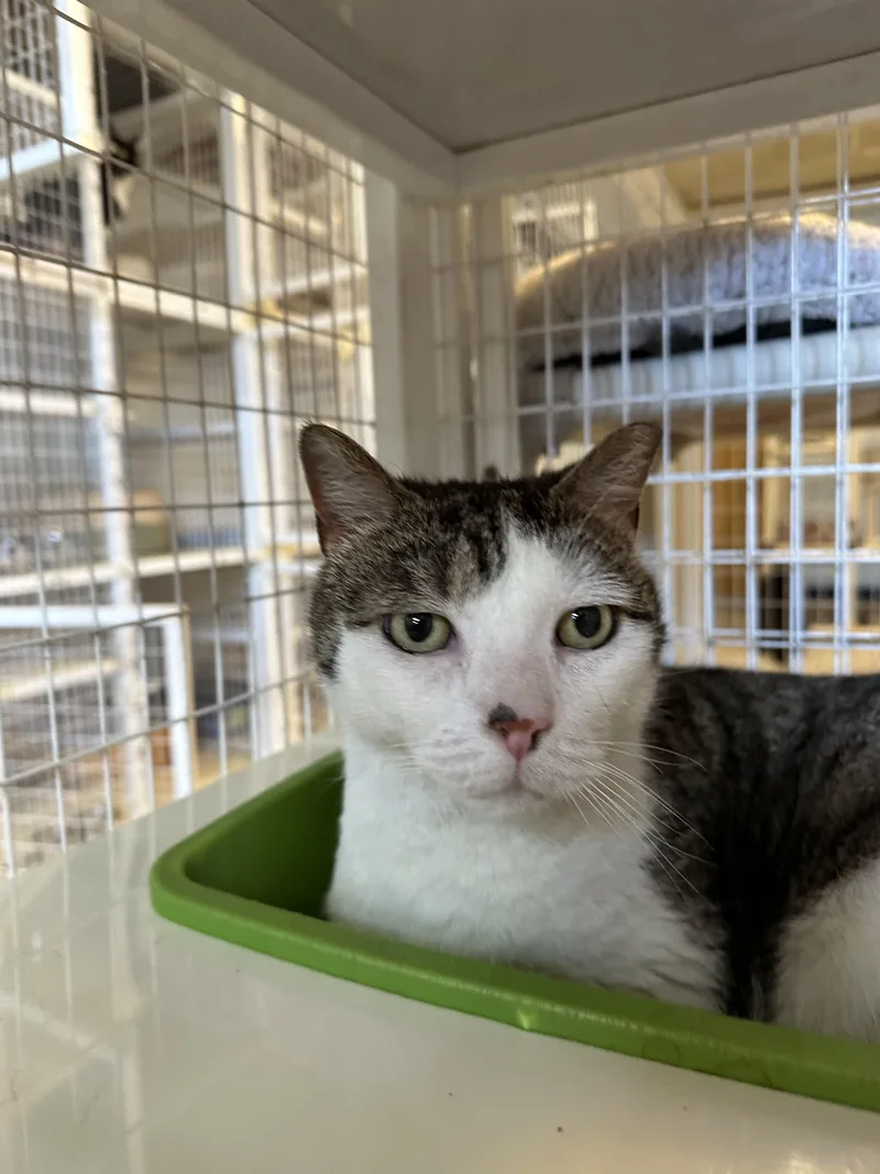 Wilfreda thumbnail 3