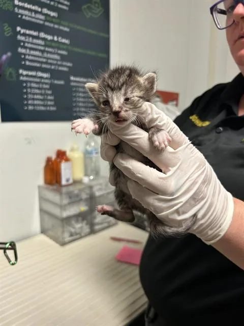 A baby small-sized female Domestic Short Hair cat named Freya for adoption in Bakersfield, CA