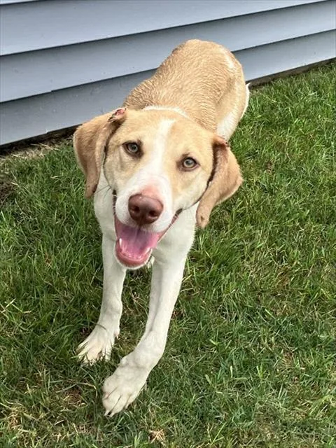A young medium-sized male Beagle dog named Plink for adoption in Peoria, IL
