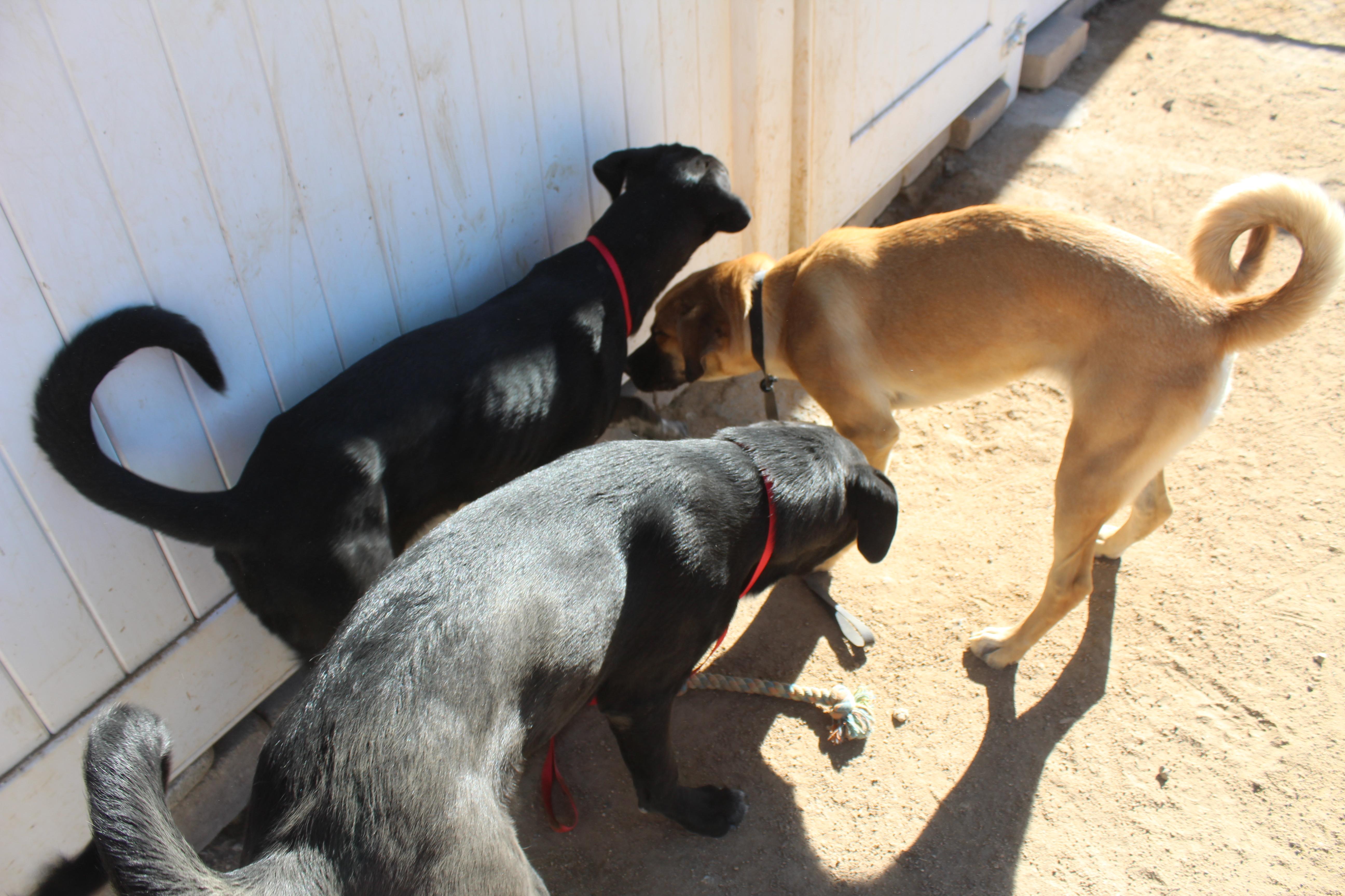 A young medium-sized female Yellow / Tan / Blond / Fawn Labrador Retriever dog named Bubbles for adoption in Yucca Valley, CA