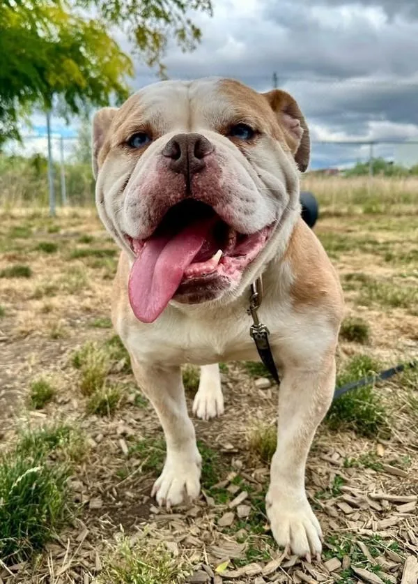 An adult large-sized male American Bulldog dog named George for adoption in Salem, OR
