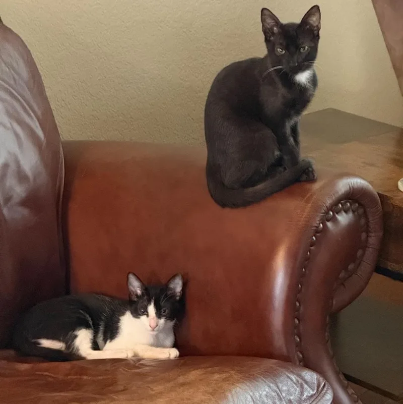 A young medium-sized female Domestic Short Hair cat named Mila & Bandit for adoption in Austin, TX