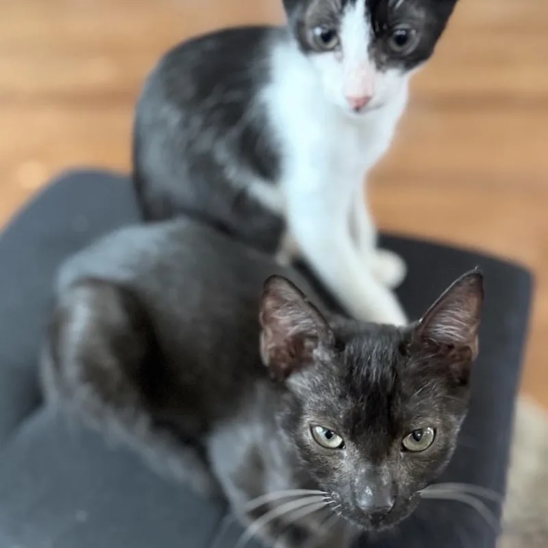 Mila & Bandit  thumbnail 6