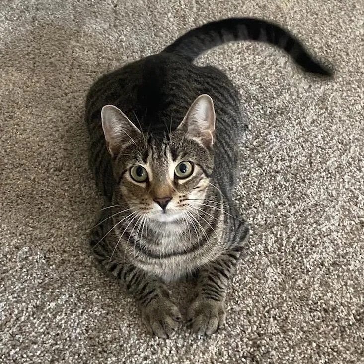 An adult small-sized female Brown / Chocolate Domestic Short Hair cat named Penny for adoption in Hopkinton, MA