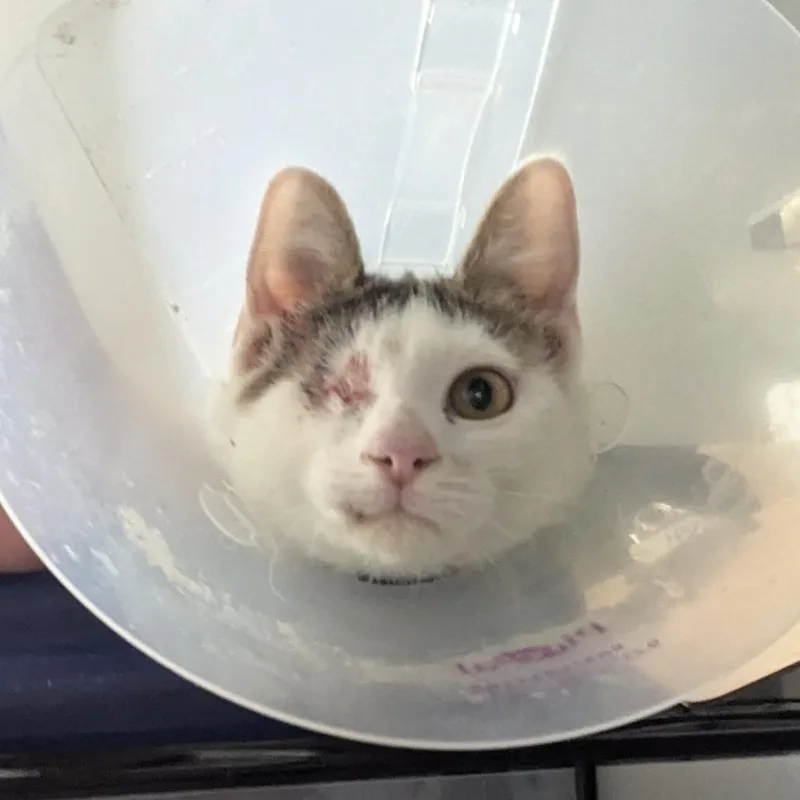 A baby small-sized female White Domestic Short Hair cat named Babyface for adoption in Valdosta , GA
