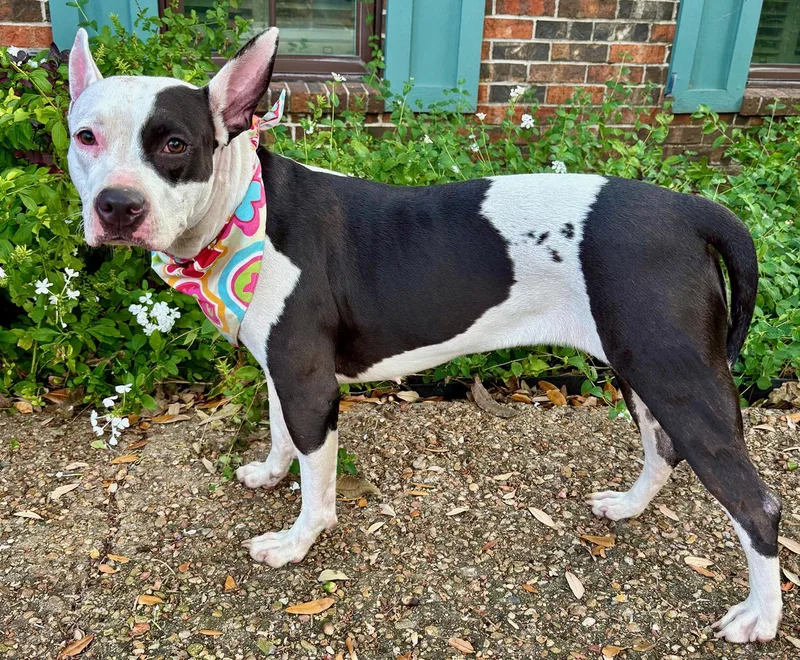 Darling Daisy  So thumbnail 4