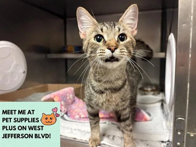 A young small-sized female Domestic Short Hair cat named Puma Thurman for adoption in Fort Wayne, IN