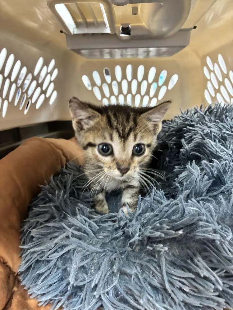 A baby small-sized female Domestic Short Hair cat named Taytay for adoption in Marietta, GA