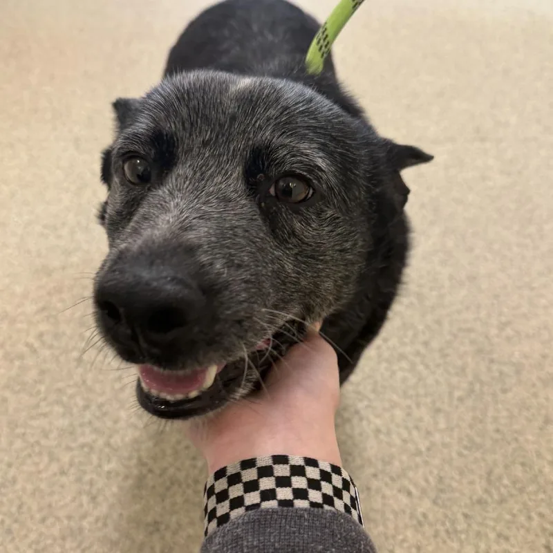 An adult medium-sized male Black Australian Cattle Dog / Blue Heeler dog named Lucas for adoption in Gloucester, VA