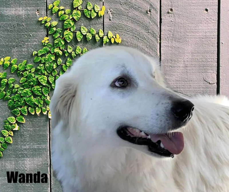 A young large-sized female White / Cream Great Pyrenees dog named Mary Anne & Wanda for adoption in Marshville, NC