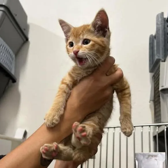 A baby small-sized male Orange / Red Domestic Short Hair cat named Taz for adoption in Morgan Hill, CA