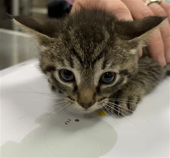 A baby small-sized male Domestic Short Hair cat named King Snake for adoption in Aliquippa, PA