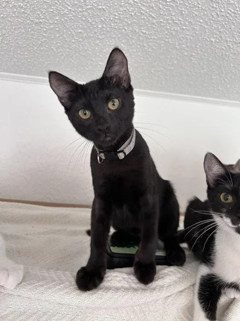 A young medium-sized male Black Domestic Short Hair cat named Steve for adoption in Dripping Springs, TX