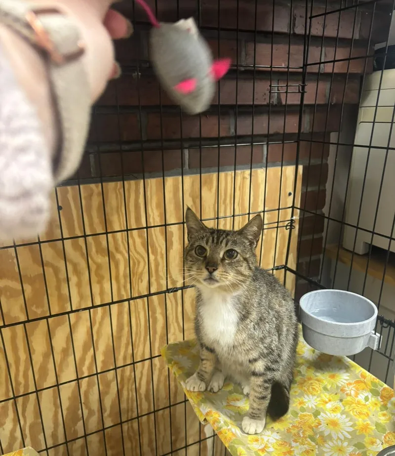 An adult medium-sized female Tabby (Brown / Chocolate) Domestic Short Hair cat named Dahlia for adoption in Statesboro, GA