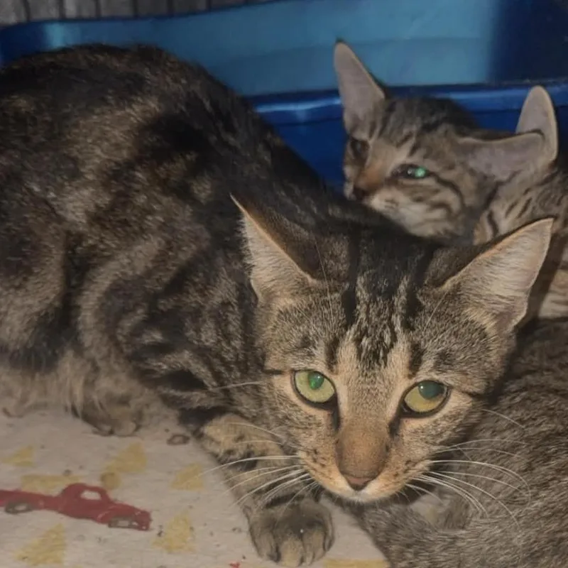 A young small-sized female Domestic Short Hair cat named Holly for adoption in Stephenville, TX