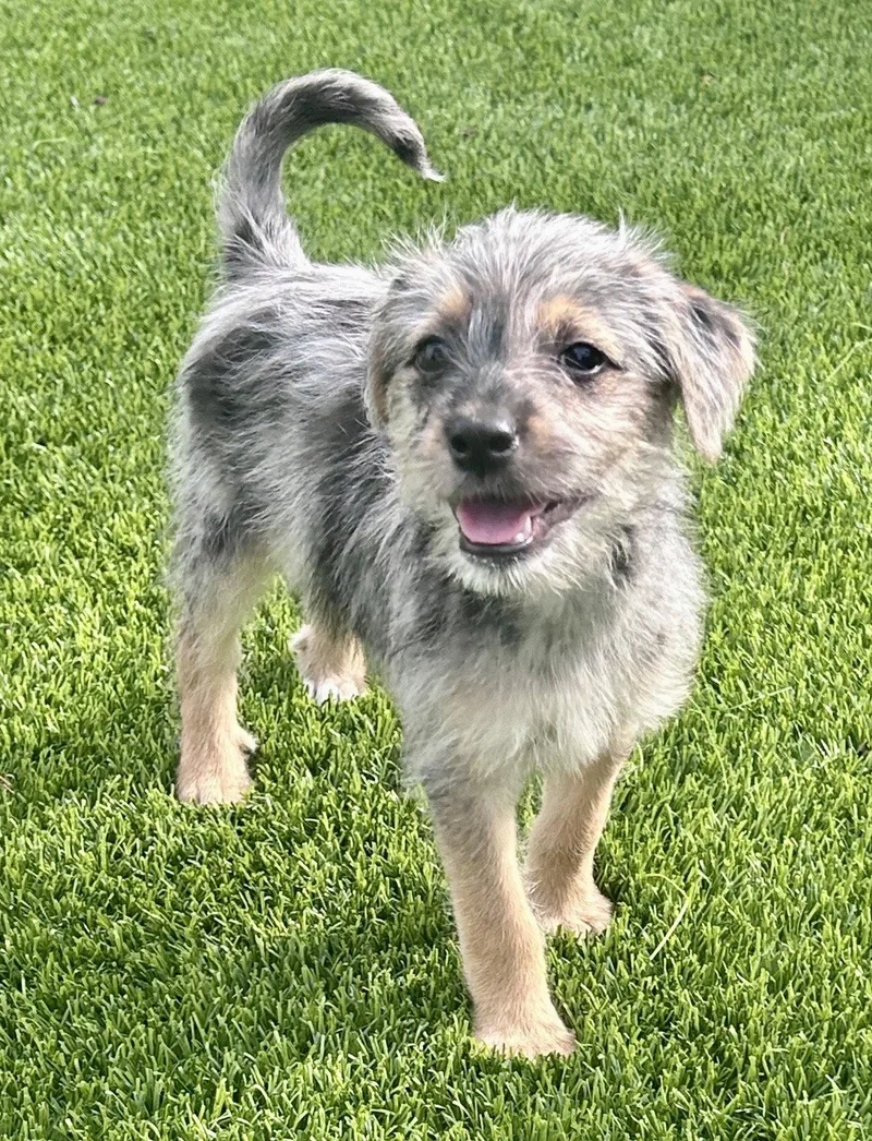 Harper
