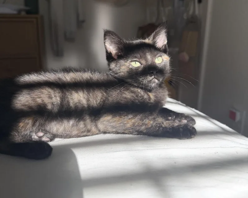 Patches