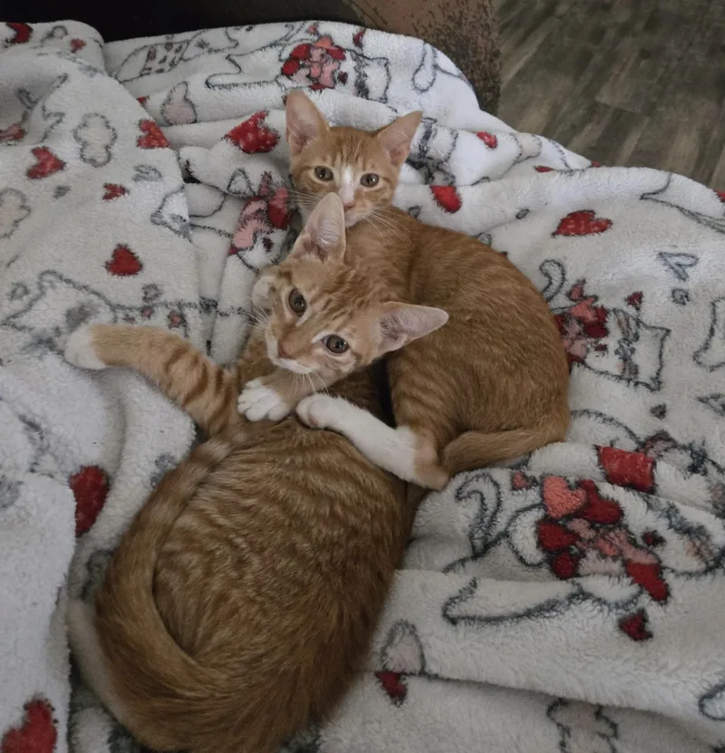A baby medium-sized male Orange & White Domestic Short Hair cat named Dewey for adoption in Schertz, TX