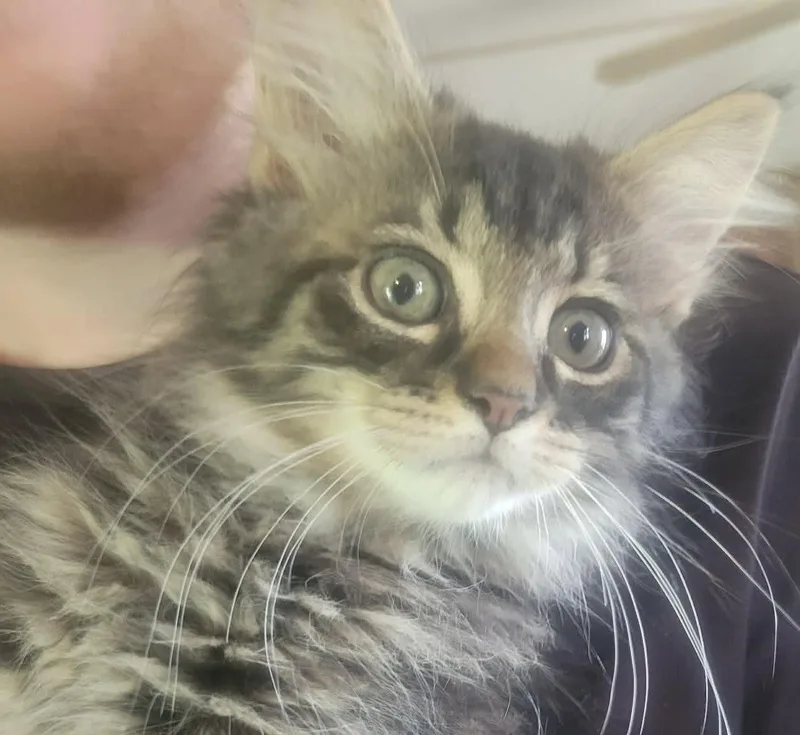 A baby medium-sized male Domestic Short Hair cat named Teddy Visit At for adoption in Rustburg, VA