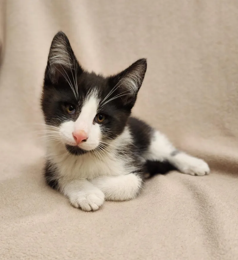 A baby medium-sized male Domestic Short Hair cat named Edison for adoption in Superior, WI