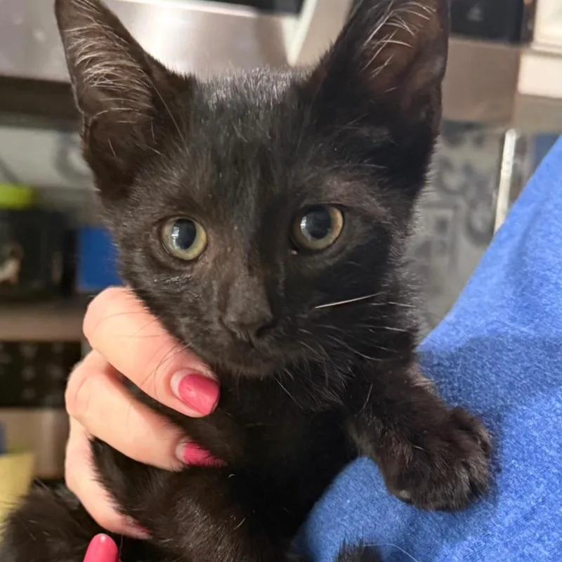 A baby small-sized male Black Domestic Short Hair cat named Lito Hudson for adoption in Merrifield, VA