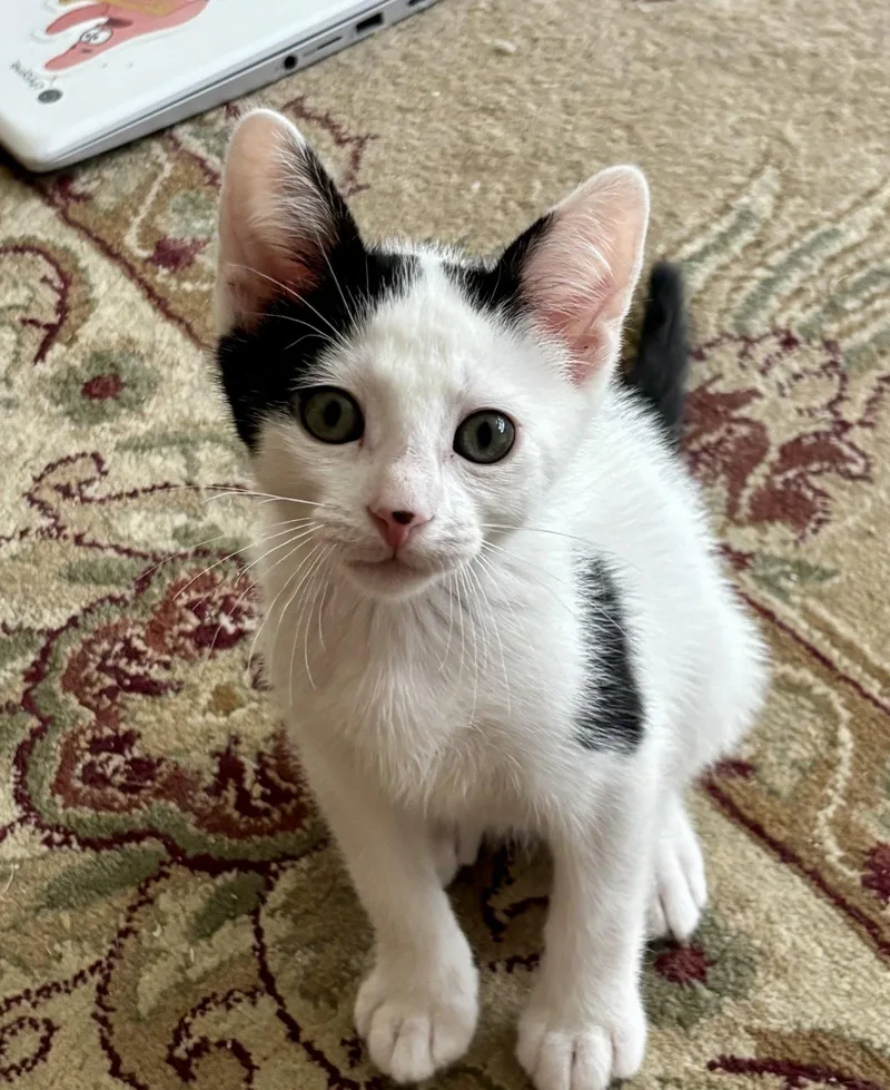 A baby medium-sized male Black & White / Tuxedo Domestic Short Hair cat named Scusset for adoption in Trenton, NJ