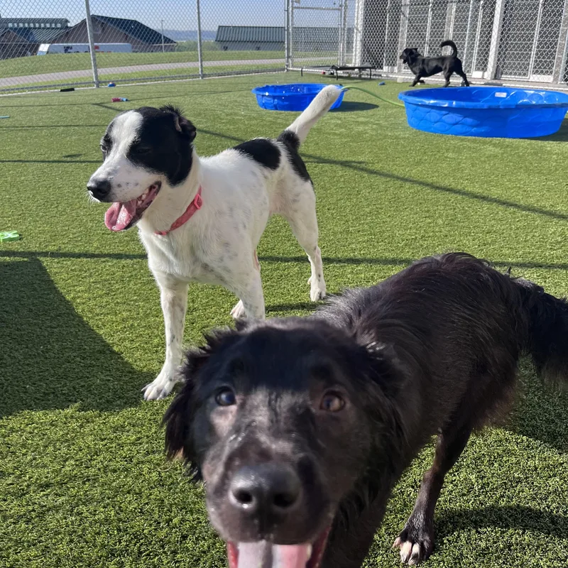 Dutchess thumbnail 2