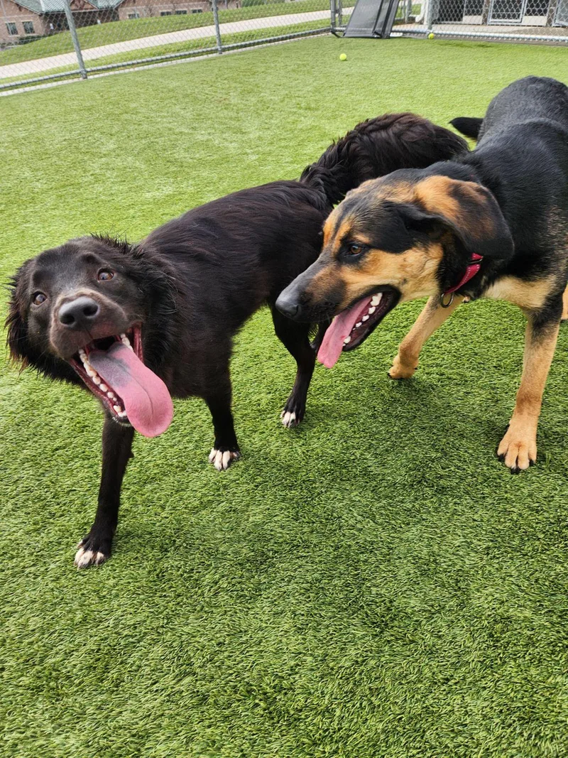 Dutchess thumbnail 3