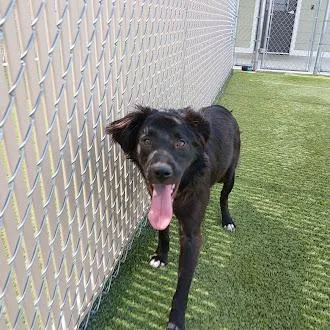 A young medium-sized female Black Rough Collie dog named Dutchess for adoption in Liberty, MO