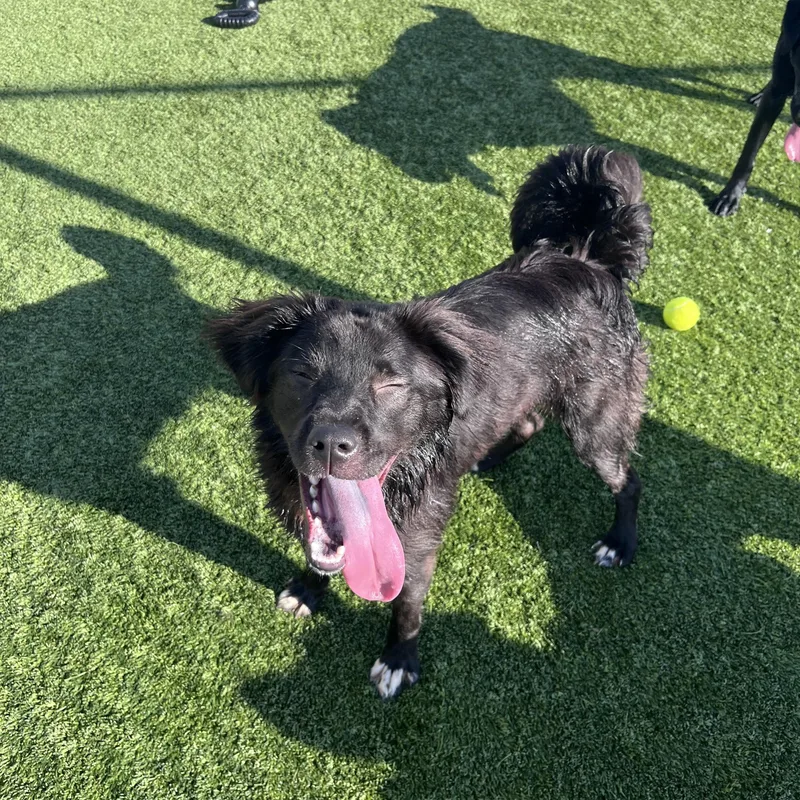 Dutchess thumbnail 4