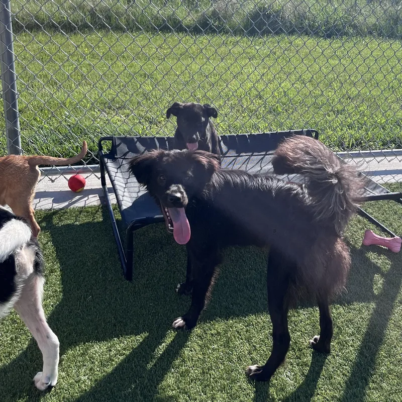 Dutchess thumbnail 5