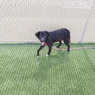 Dutchess thumbnail 6