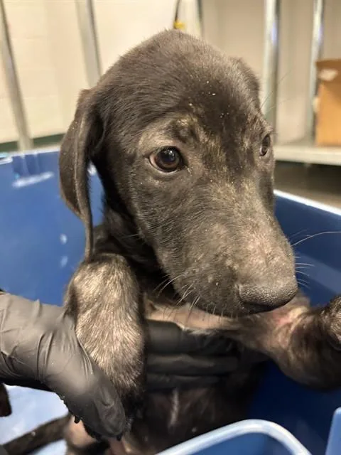 A baby small-sized female Labrador Retriever dog named Radish for adoption in Corpus Christi, TX