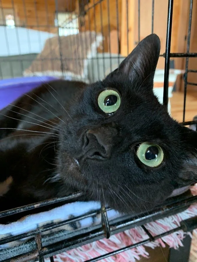 An adult medium-sized female Black Domestic Short Hair cat named Alley Oop for adoption in Hawley, PA