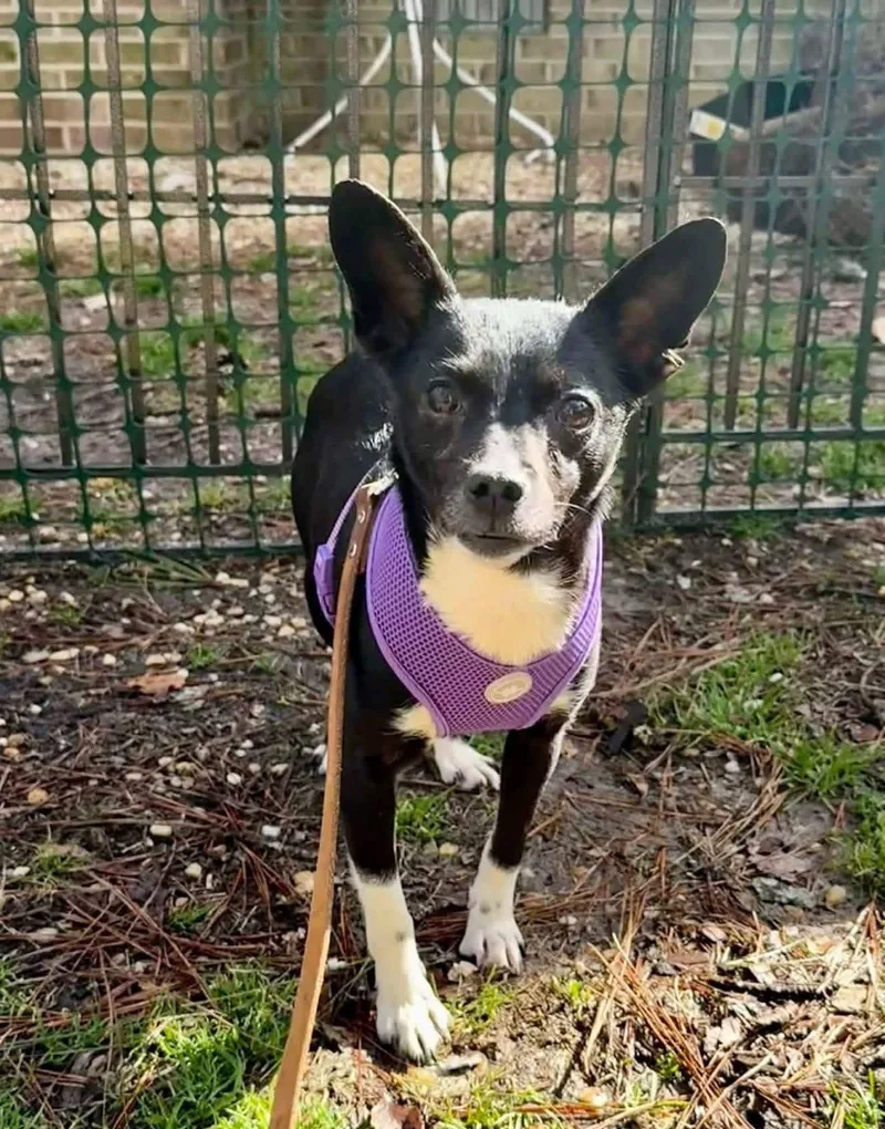 Tangerine thumbnail 2