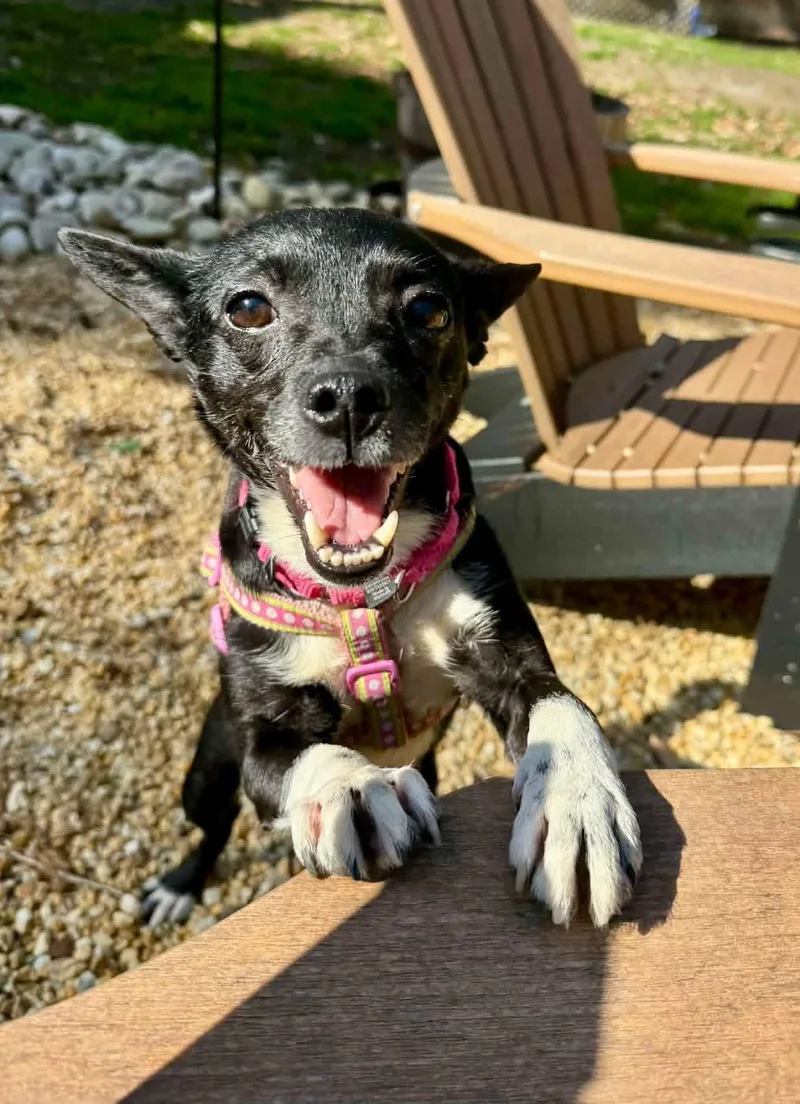 Tangerine thumbnail 5