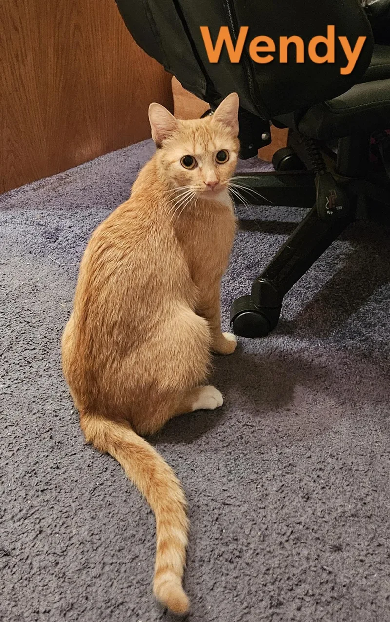An adult medium-sized female Orange & White Domestic Short Hair cat named Wendy for adoption in Hartville, OH