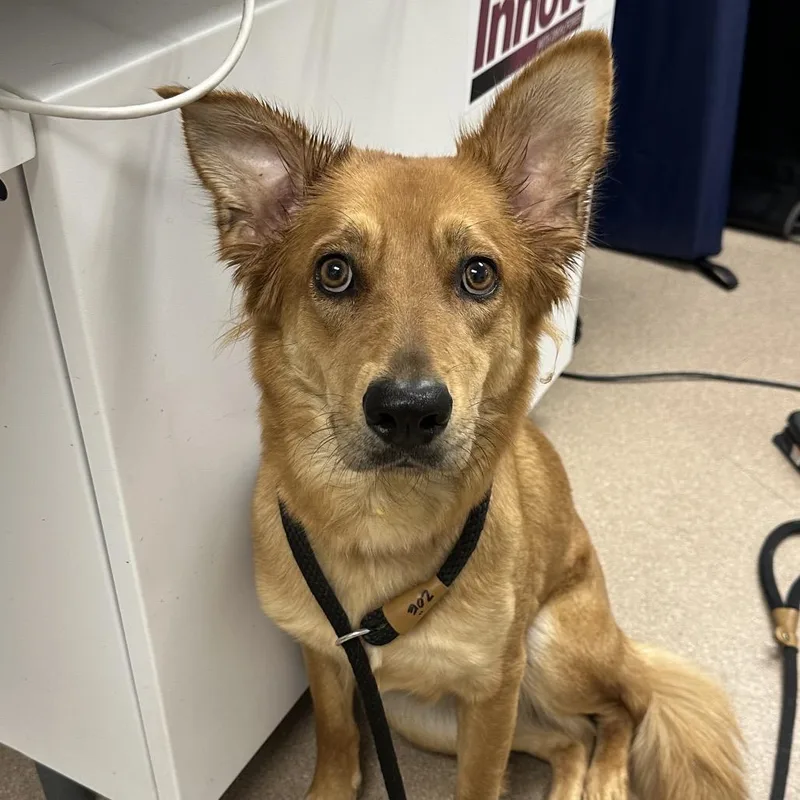 An adult medium-sized female Red / Chestnut / Orange Shepherd dog named Hailey for adoption in Middletown, NY